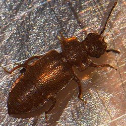 Metopsia clypeata
